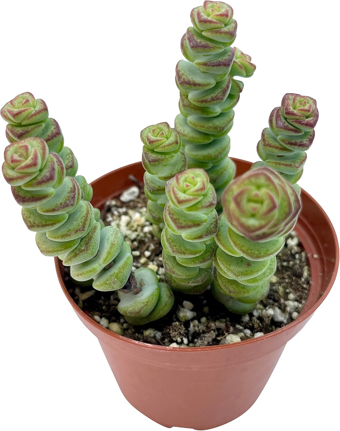 Live Succulent 4" Crassula Baby Necklace, Succulents Plants Live, Succulent Plants Fully Rooted