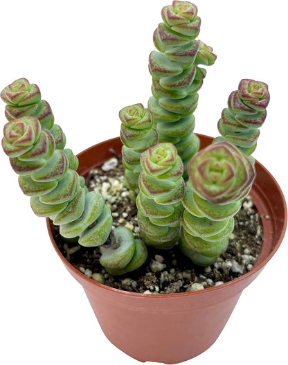 Live Succulent 4" Crassula Baby Necklace, Succulents Plants Live, Succulent Plants Fully Rooted