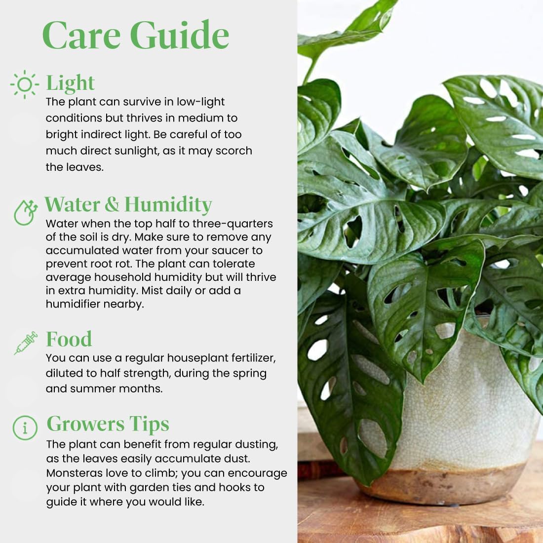 American Plant Exchange Monstera Adansonii 6-Inch – Live Swiss Cheese Vine Plant, Easy-Care