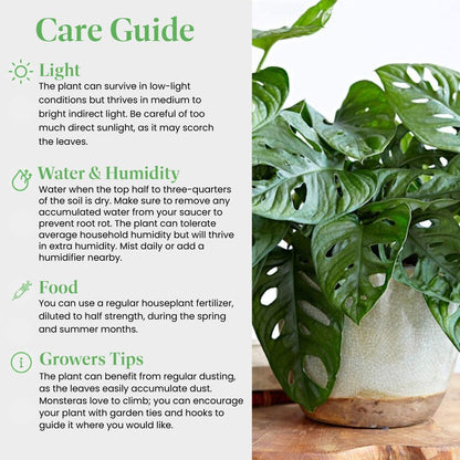 American Plant Exchange Monstera Adansonii 6-Inch – Live Swiss Cheese Vine Plant, Easy-Care