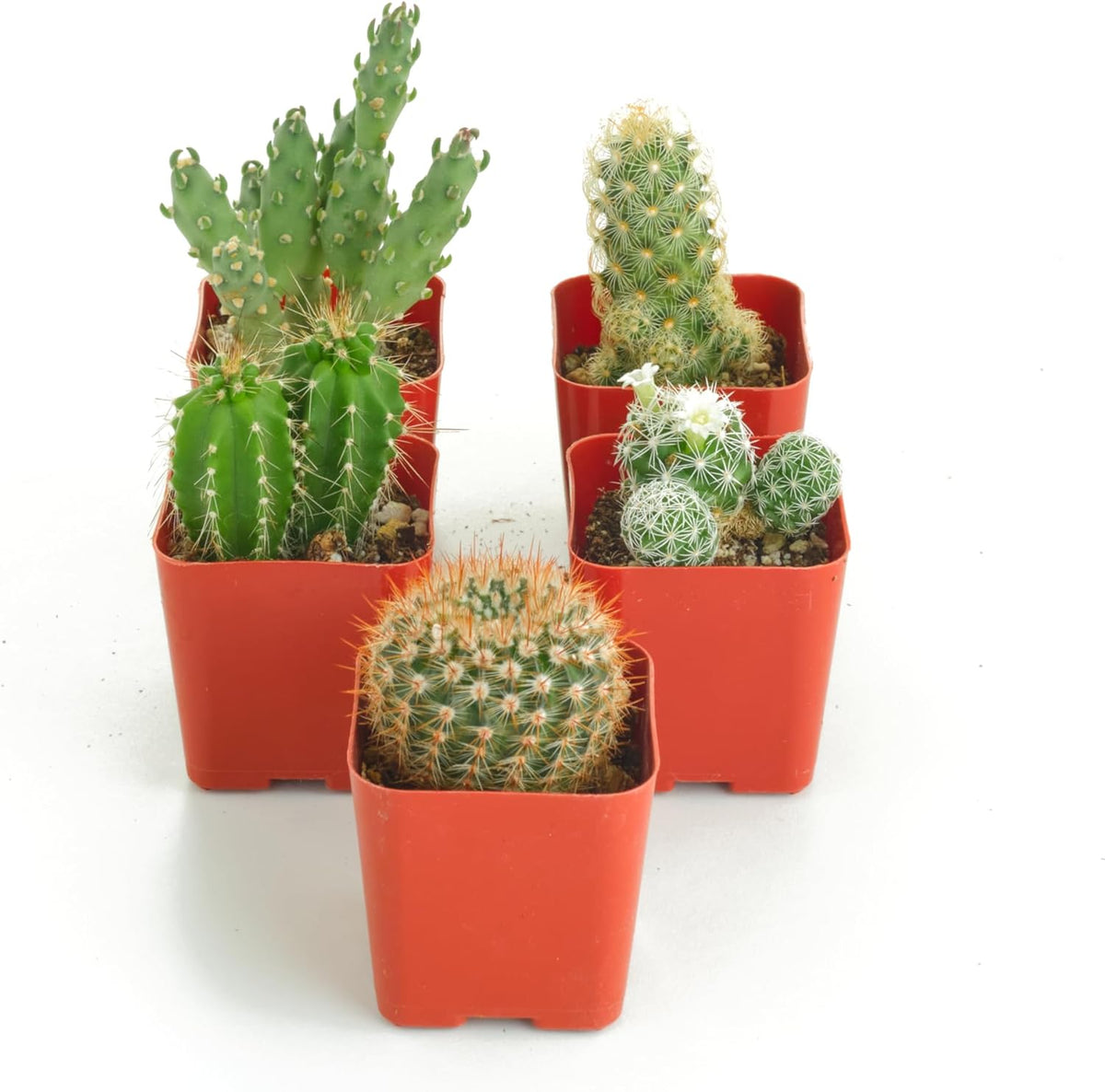 Shop Succulents | Can't Touch This Collection | Assortment of Hand Selected, Fully Rooted Live