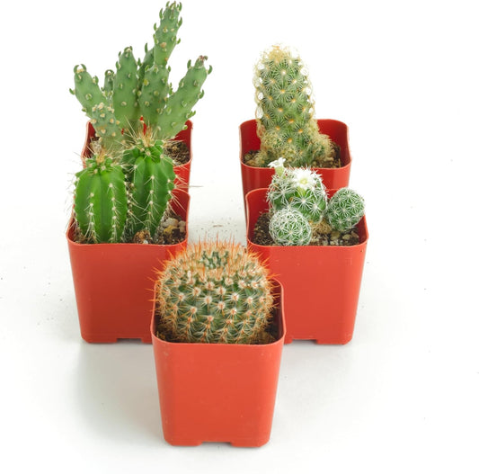 Shop Succulents | Can't Touch This Collection | Assortment of Hand Selected, Fully Rooted Live