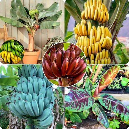 Mixed Banana Plant Live, 4-6" Tall Well-Rooted for Indoor Tropical Displays, Cold Hardy Banana
