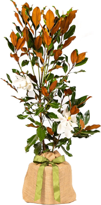 Southern Magnolia Tree, Easy Care, Live Outdoor Plant, with Blooming Magnolia Flowers, Home Decor