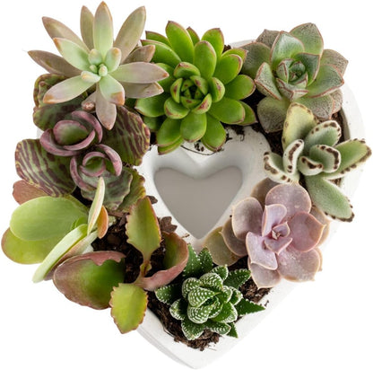 Costa Farms Mini Succulent DIY Heart Kit Fully Rooted, 2-inch Live Indoor Plant, 4-Inches Tall