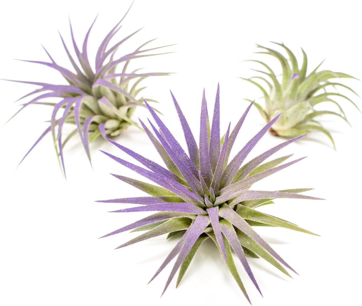 Purple Colorful Tillandsia Air Plants - Long Lasting Color Enhanced Live Tillandsia Succulent House