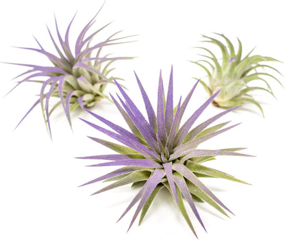 Purple Colorful Tillandsia Air Plants - Long Lasting Color Enhanced Live Tillandsia Succulent House