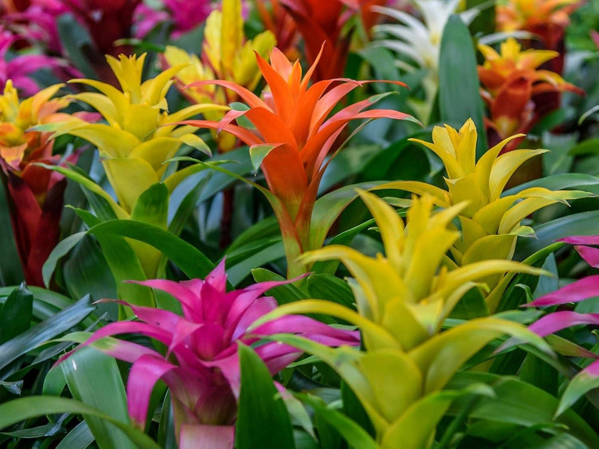 Gardenera Organic Bromeliad Soil Blend - Enhance The Beauty and Resilience of Your Plants - 20