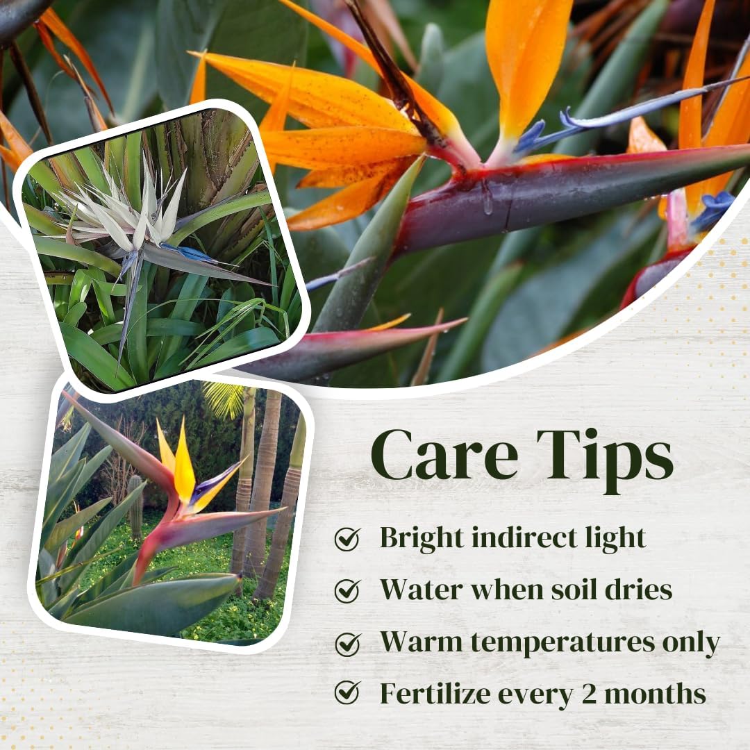 Bird of Paradise Plants Live (4-Pack), Strelitzia Plants with Perennial Orange (2) and White (2)
