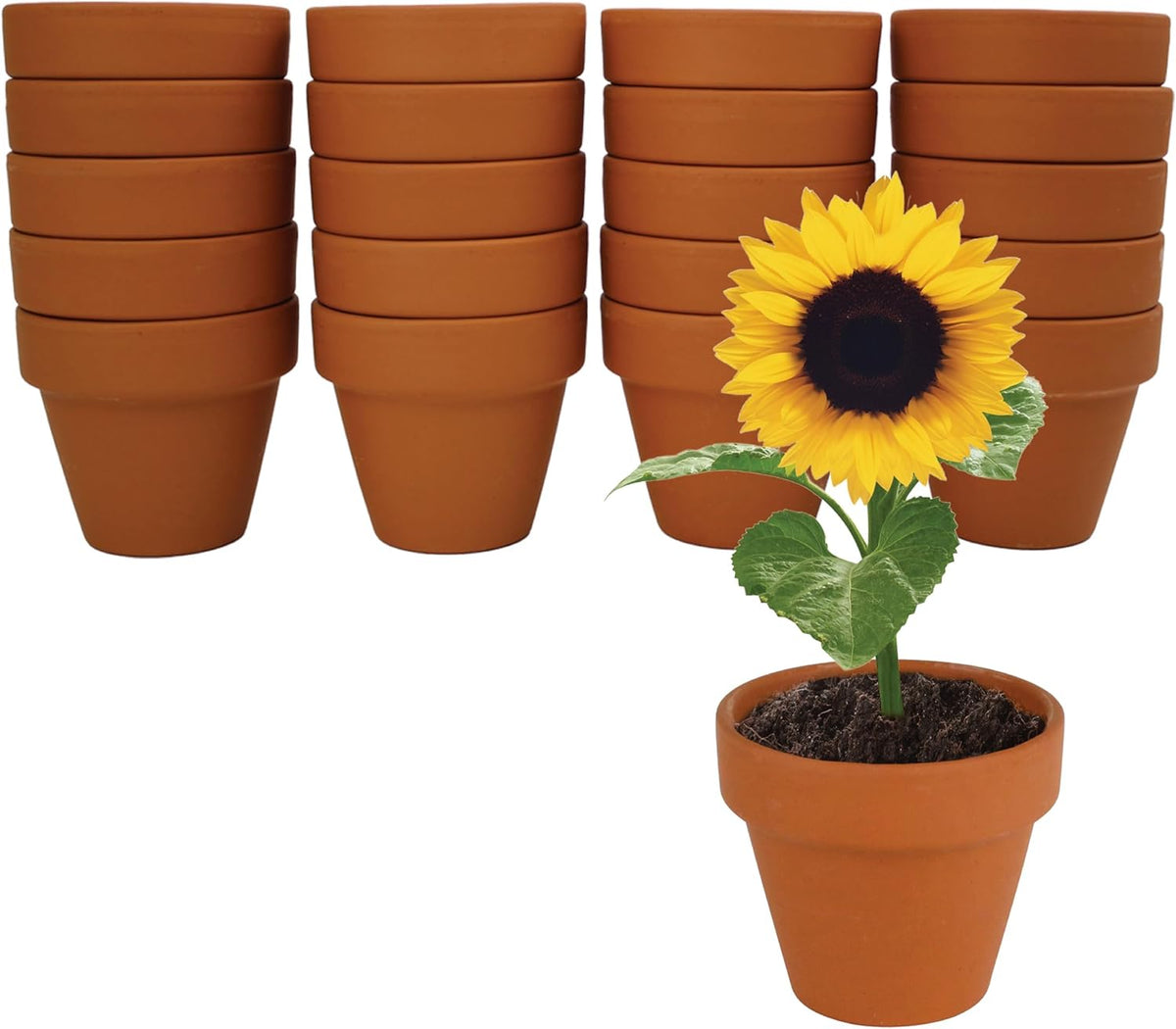 BUZZY Seeds Gardening Kits|Sunflower Seeds to Plant|Flower Starter Kit for Kids & Adults|Terracotta