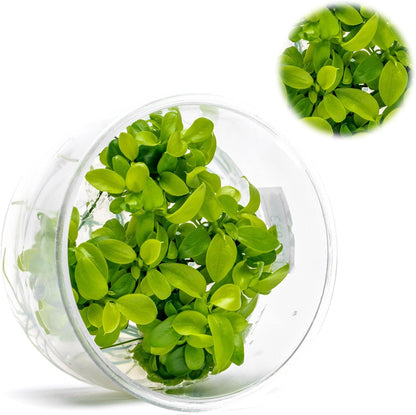 UNS Snail Free TC Anubias Nana Golden (Anubias barteri VAR. Nana) – Low Light, Golden Green Color
