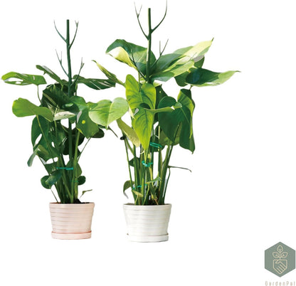 GardenPal 43.3" 6 Pack Detachable Twig Plant Support Stakes, Branch Sticks with Orchid Clips and