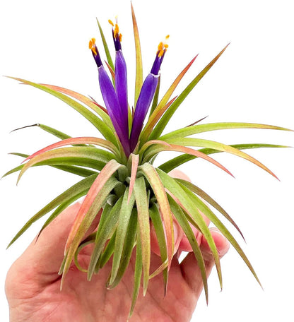ragnaroc Air Plants - Tillandsia Ionantha Pack, Regular 1-3" - 5ct - Live Arrival Guaranteed