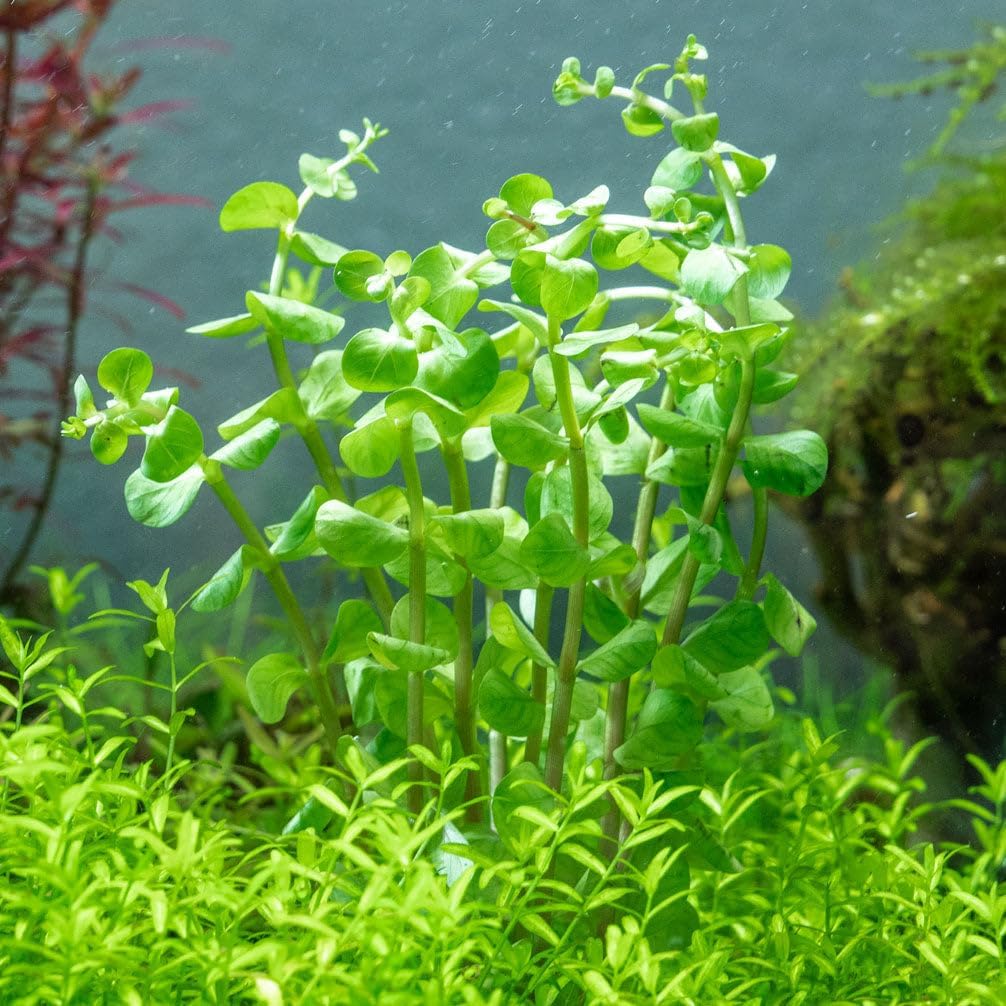 Ultum Nature Systems Live Tissue Culture - Rotala 'Colorata' - Moderate - High Light - Reddish-Pink
