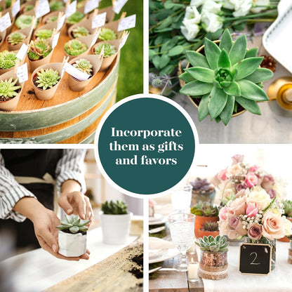 Shop Succulents Rosette Succulent Plant Pack Collection - Live Mini Succulent Plants, Low