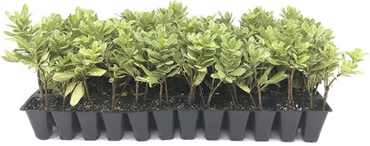 Variegated Pittosporum | 40 Live Plants | Pittosporum Tobria Variegatum | Evergreen Border Accent