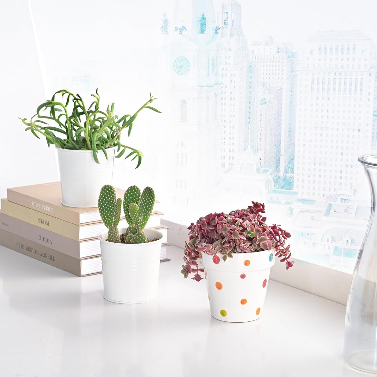 Live Succulents 'Crassula pellucida SSP' (4-inch), Succulent Plants Fully Rooted in Pots with Soil