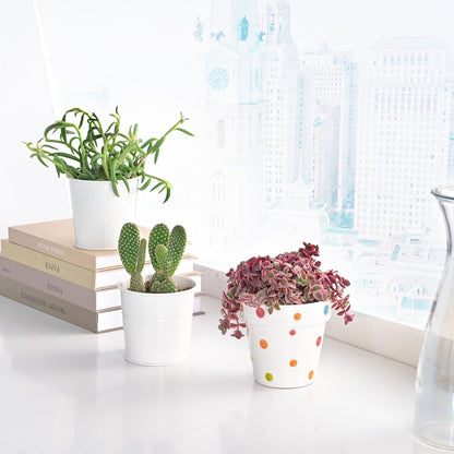 Live Succulents 'Crassula pellucida SSP' (4-inch), Succulent Plants Fully Rooted in Pots with Soil