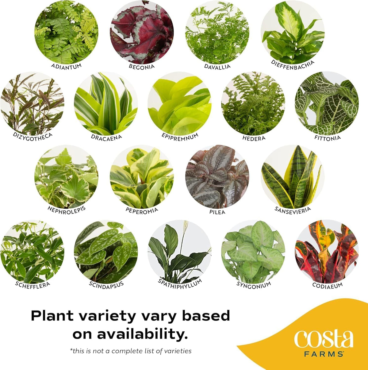 Costa Farms Live Indoor Plant Bundle in Decorative Pots, Easy to Maintain, Air Purifying Indoor