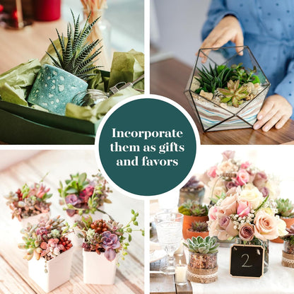 Shop Succulents Unique Succulent Plant Pack Collection - Live Mini Succulent Plants, Low