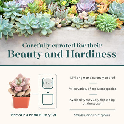 Shop Succulents Pastel Succulent Plant Pack Bulk Collection - Live Mini Succulent Plants, Low