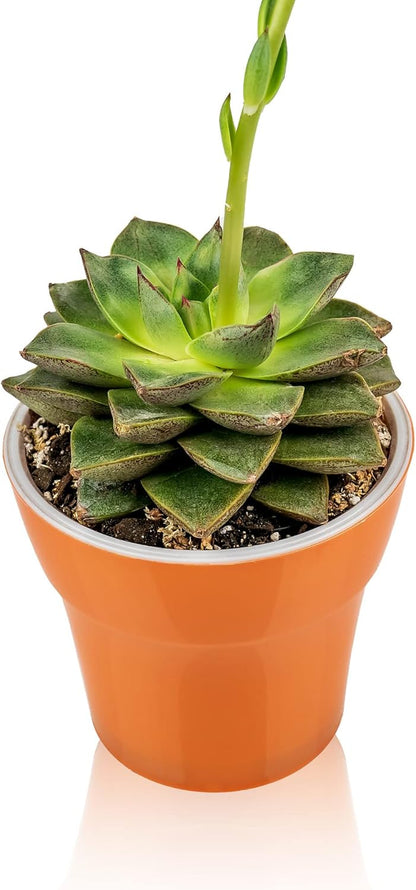 Gardenera Premium Albuca Spiralis Potting Soil Mix - Perfect Balance of Nutrients, Drainage, and