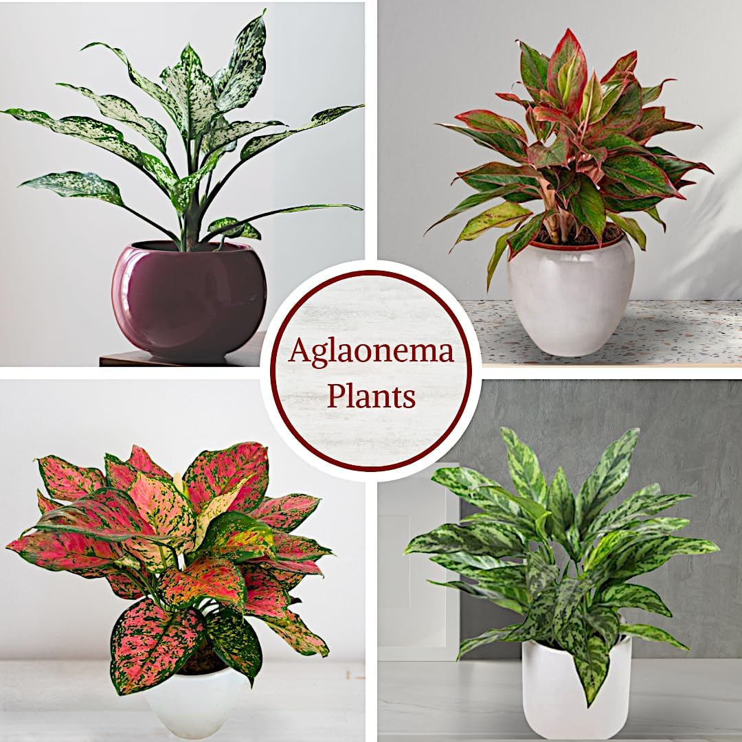Aglaonema Live Plant Collection (4-Pack) - Chinese Evergreen Plants in 2-Inch Pots | Easy-Care