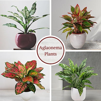Aglaonema Live Plant Collection (4-Pack) - Chinese Evergreen Plants in 2-Inch Pots | Easy-Care