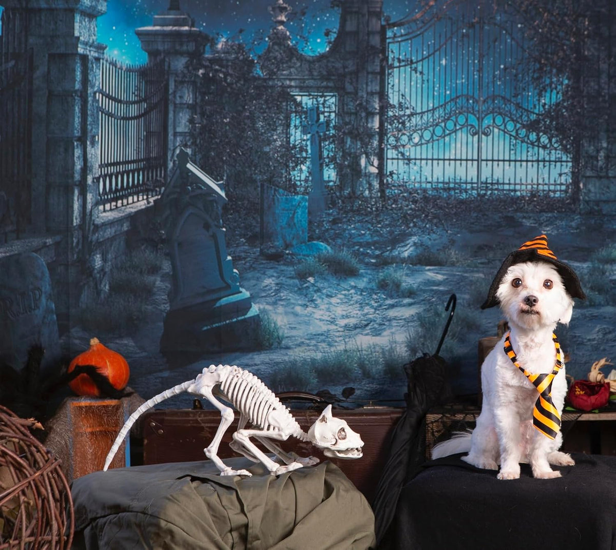 GIFTEXPRESS 2 Pack Real Size Cat Skeleton - 20" Long Creepy Kitten Skeletons with Posable Tail