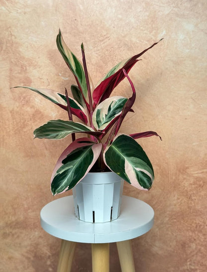 Stromanthe Triostar - Colorful Live Indoor Plant, Calathea Prayer Plant, Air Purifier & Elegant