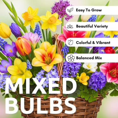 Complete Spring Flower Garden | 50 Fresh Bulbs | Bloom All Spring and Summer, Easy to Grow Flower