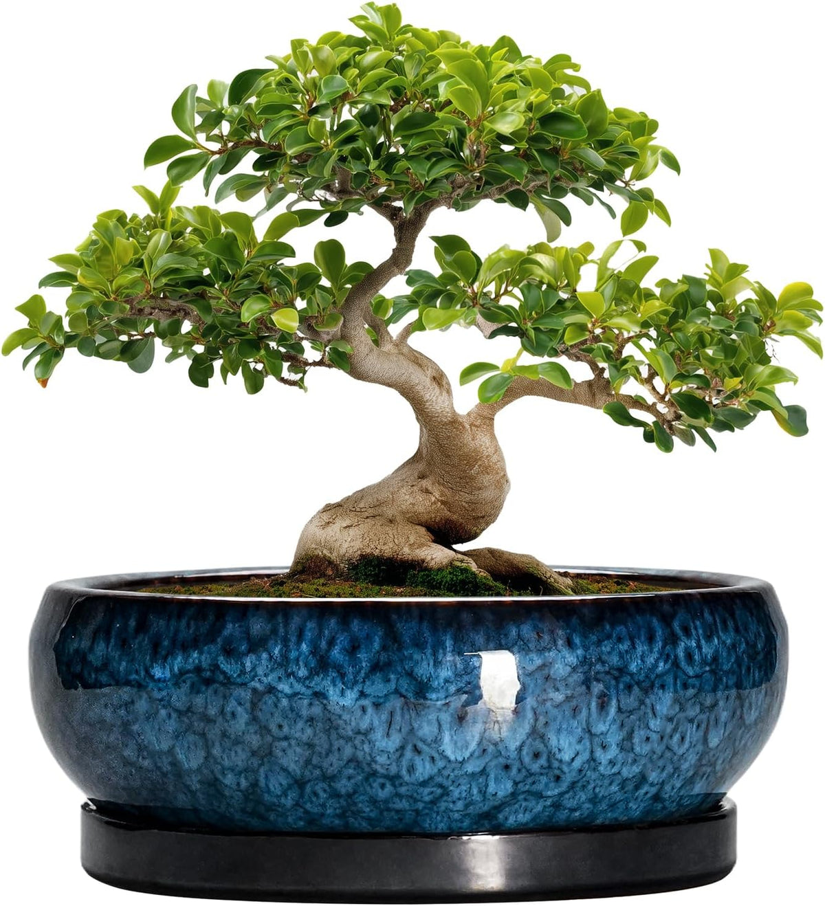 Bonsai Pots - 13 Inch Ceramic Succulent Pots for Indoor Outdoor, Large Succulent Planter with