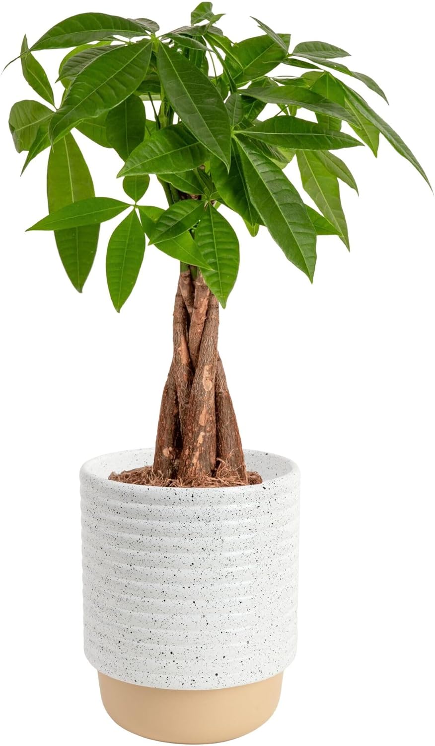Costa Farms Money Tree Live Plant | 12-16 Inches Tall Bonsai | Easy to Grow Indoor Houseplant in