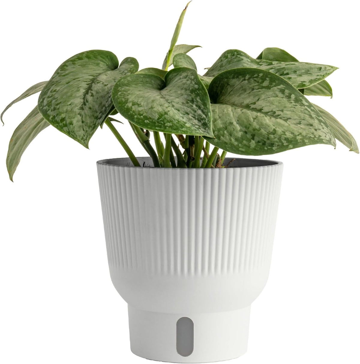 Costa Farms Scindapsus Mount Salak Live Plant in Self Watering Pot, Indoor Houseplant, Perfect for