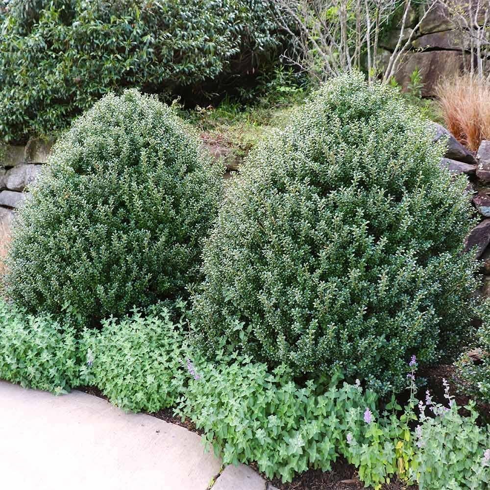 Steeds Holly I 3 Live Plants I Upright Ilex Crenata | Upright Evergreen Shrub for Privacy Screens