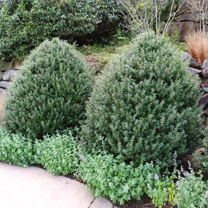 Steeds Holly I 3 Live Plants I Upright Ilex Crenata | Upright Evergreen Shrub for Privacy Screens