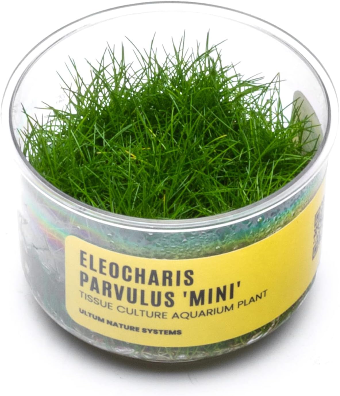 Ultum Nature Systems Mini Dwarf Hair Grass Eleocharis Parvulus Tissue Culture Live Plant for