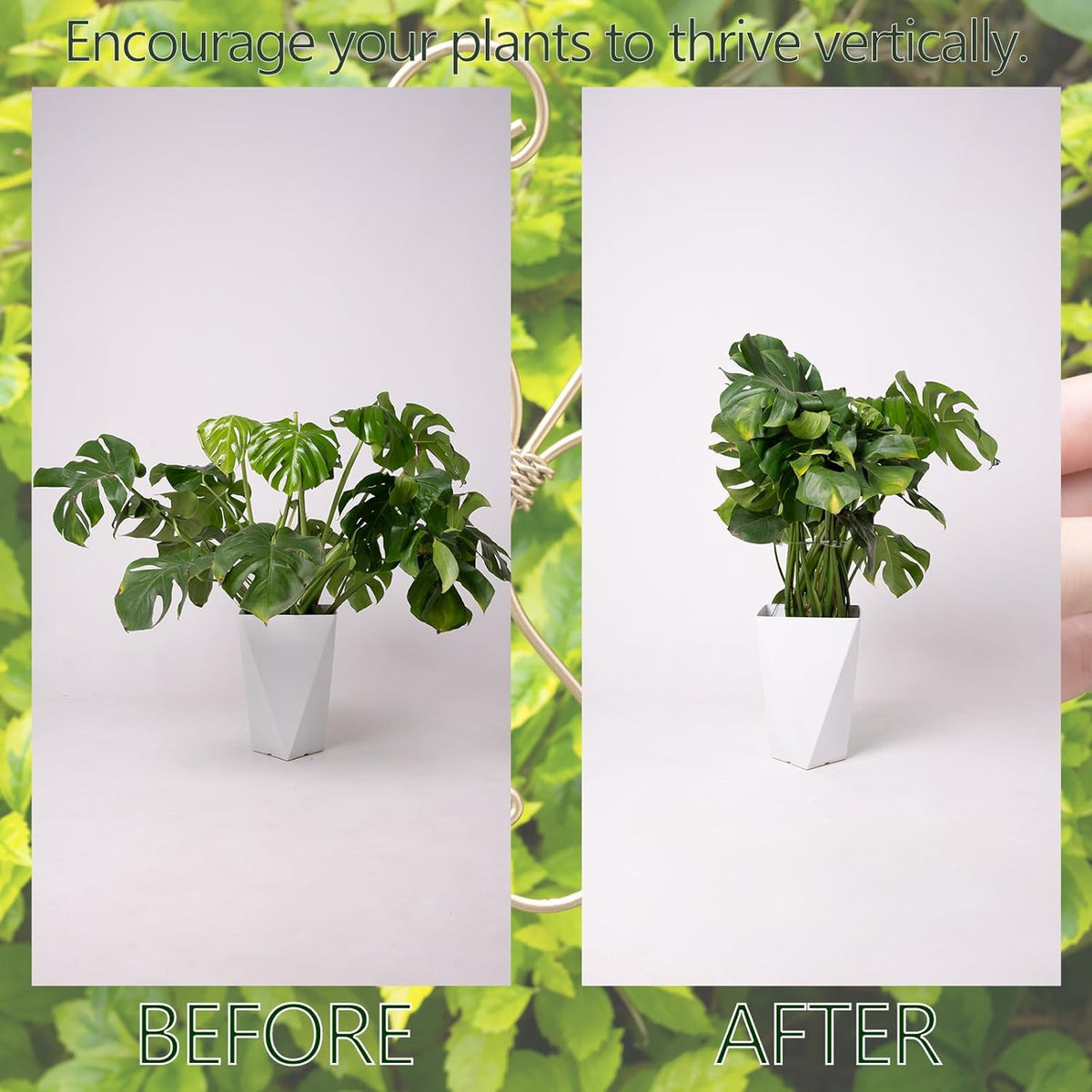 5PCS 7.5 Inch Monstera Plant Stem Support Hook - Premium Metal Structure for Indoor Plants, Durable