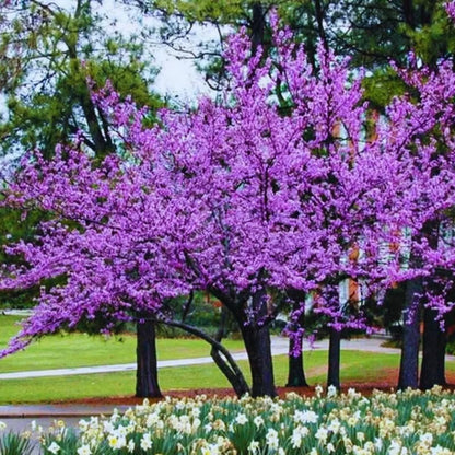 5 Dormant Eastern Redbud Trees Live Plants Seedlings Bare Roots, 6 to 13 Inc Tall Red Bud Trees