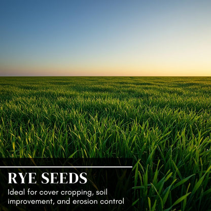 Rye Grass Seed - Fast Growing and Hardy Grass, Cover Crop, Food Plot. Grazing Pasture Seeds (10