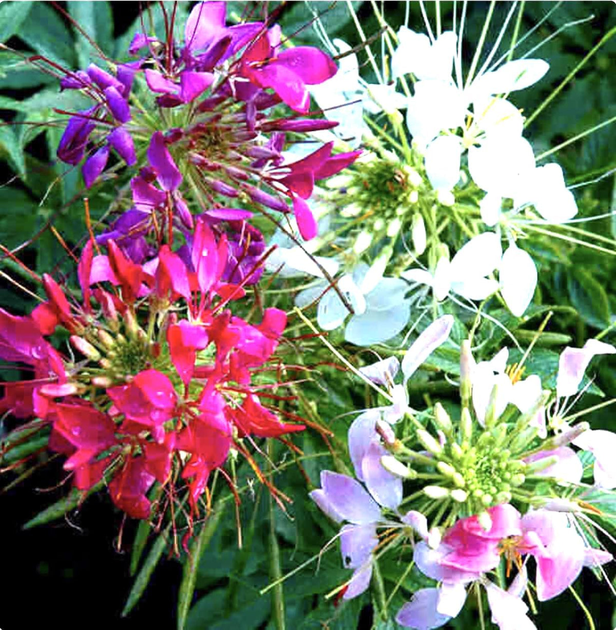 Mixed Cleome - Spider Plants - Nectar Flower for Monarch Butterflies - Large Paclage - 5000 Seeds
