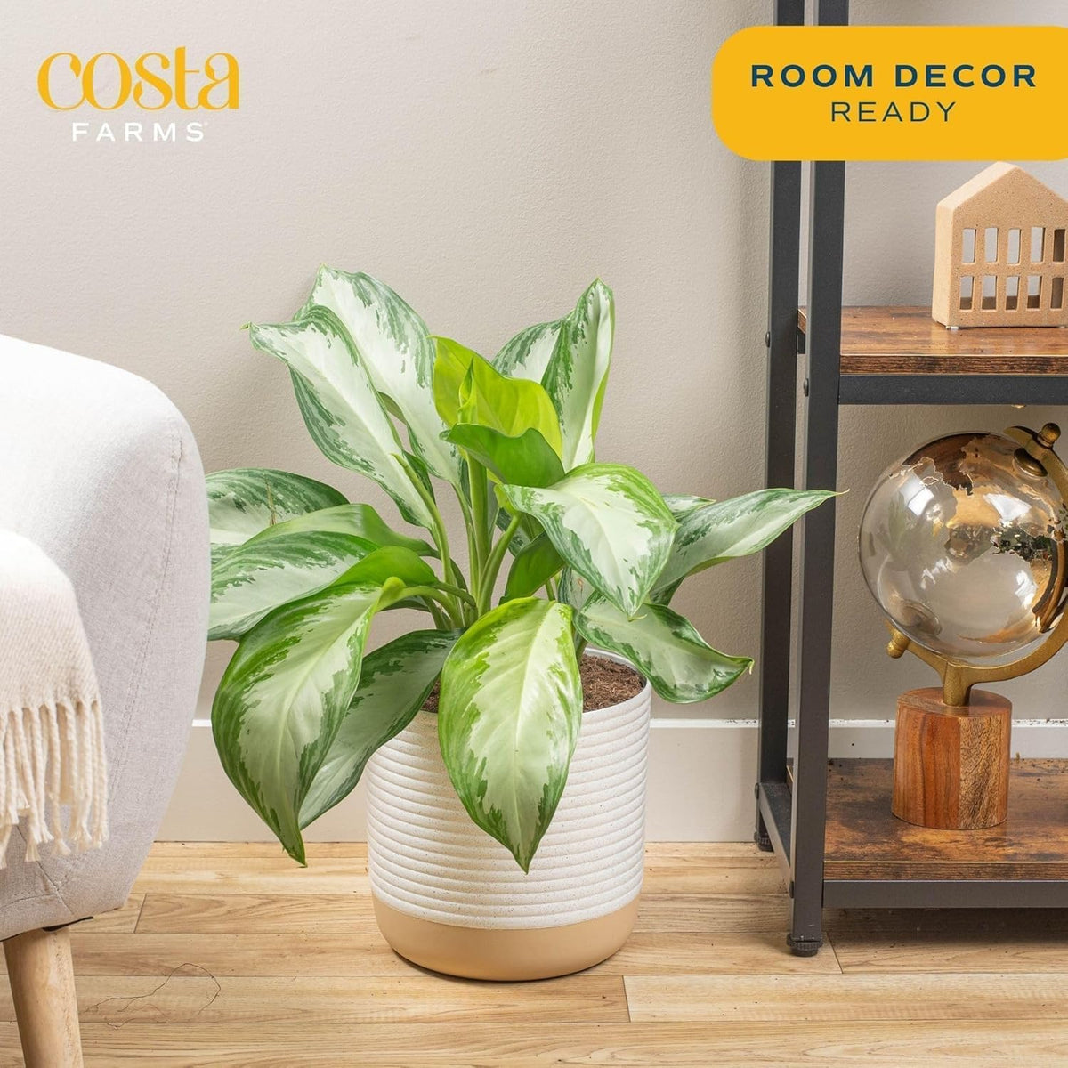 Costa Farms Chinese Evergreen, Aglaonema Easy To Grow Live Indoor Plant in Premium Décor Planter