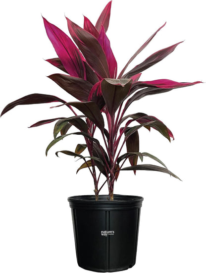 Cordyline Fruticosa, Red Sister, Ti Plant, Live Plant 25-30 in. Tall in Grower Pot by Nature's Way