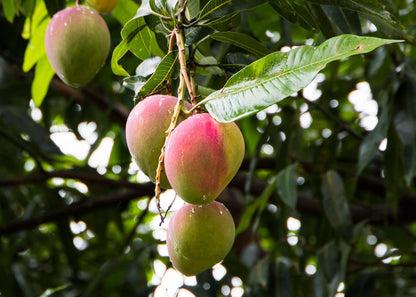 GARDENERA Mango Tree Potting Soil - Enhance Fruiting and Health with Professional Grade