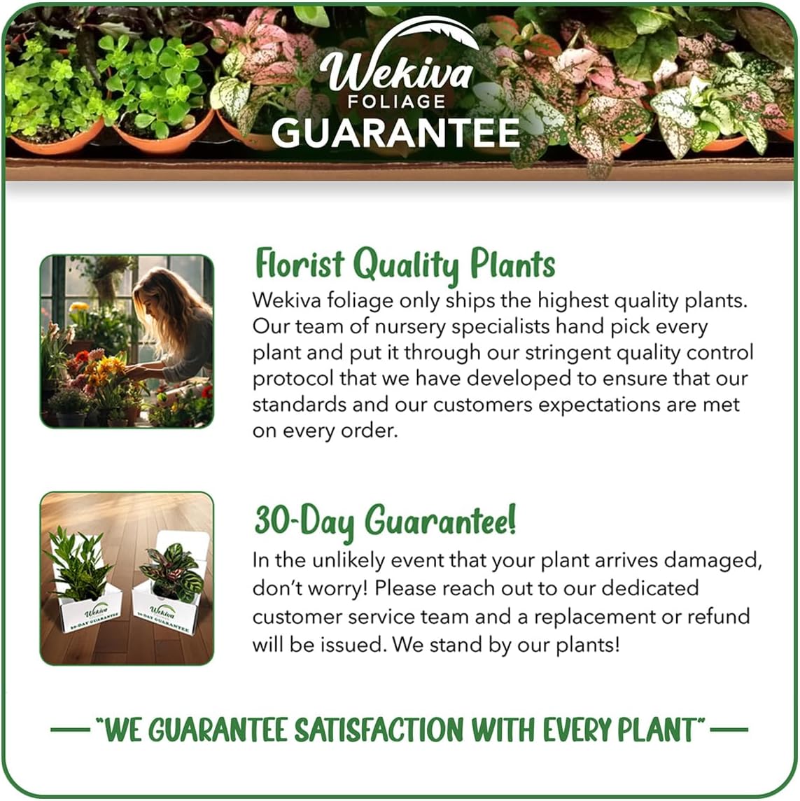 Berry Variety Pack - 4 Live Starter Plants - A Selection of Blueberry, BlackBerry, and Raspberry