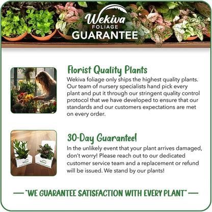 Berry Variety Pack - 4 Live Starter Plants - A Selection of Blueberry, BlackBerry, and Raspberry