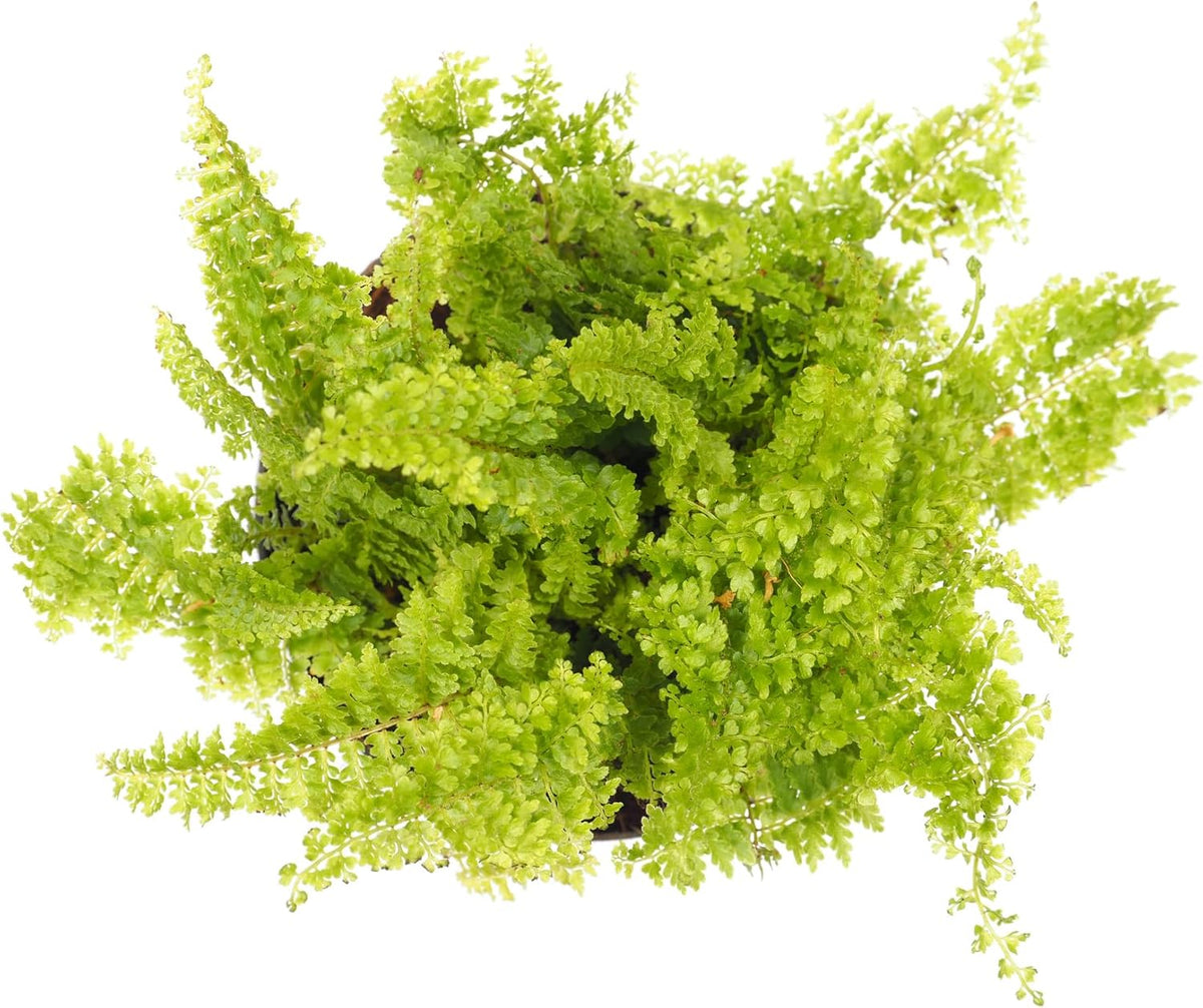 Mini Ferns for Terrariums/Fairy Garden - 5 Different Plants-2" Pots