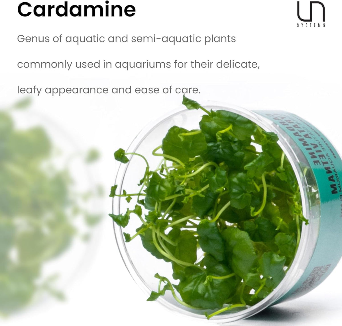 Ultum Nature Systems Cardamine Lyrata Vietnam Tissue Culture Live Plant for Aquarium, Aquascape