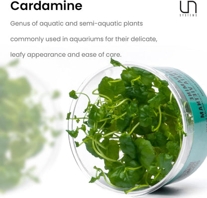 Ultum Nature Systems Cardamine Lyrata Vietnam Tissue Culture Live Plant for Aquarium, Aquascape