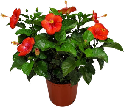 Hibiscus Plant Live - Hibiscus Bush - Red President - Overall Height 26" to 28" - Tropical Plants